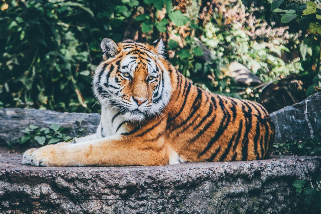 National Symbols Of India - Tiger