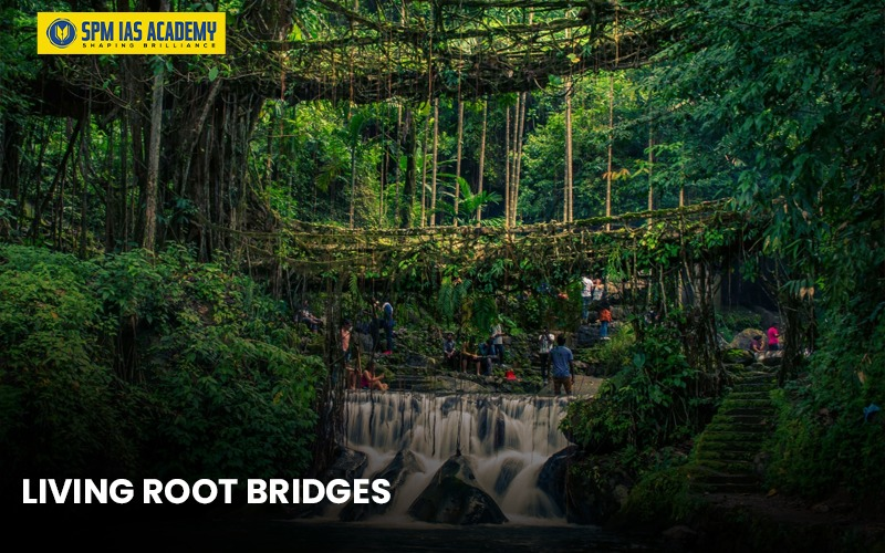 Living root bridge