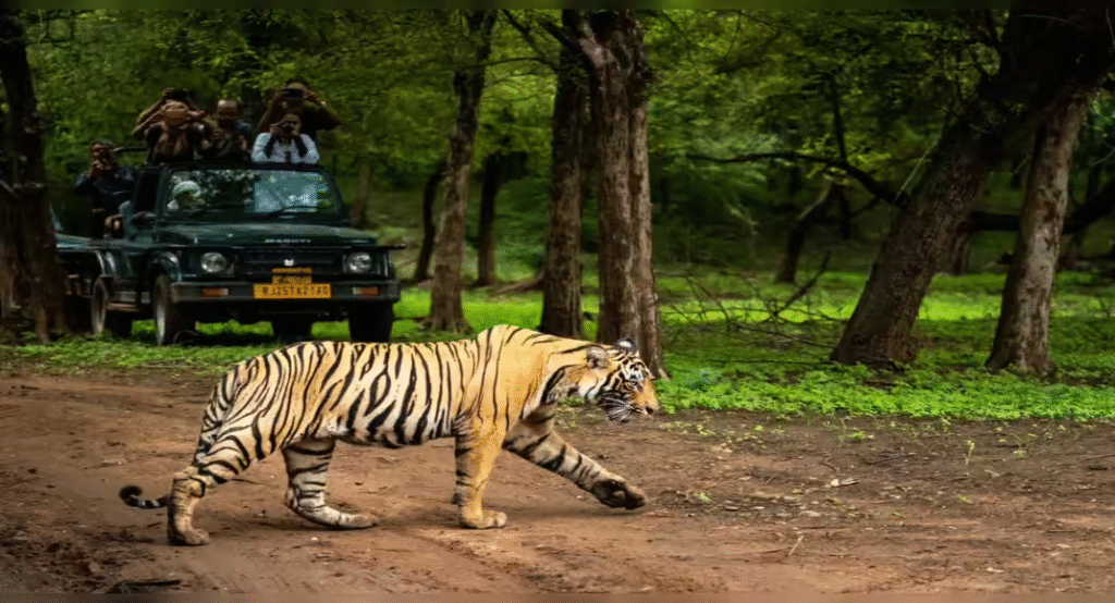 National Parks in India Tiger