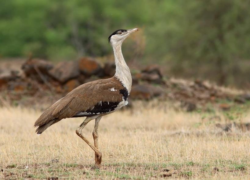 Great Indian Bustard (GIB) Habitat, Conservation Status & Threats