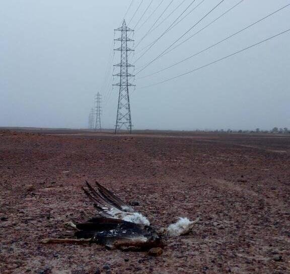 Great Indian Bustard (GIB) Habitat, Conservation Status & Threats