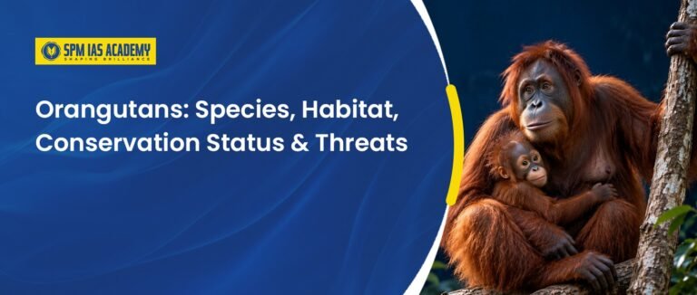 Orangutans