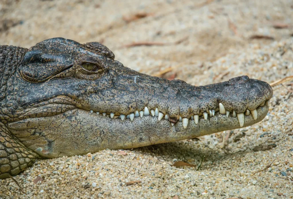 lose-up of a Saltwater Crocodile (Crocodylus porosus) showing teeth and rough skin texture