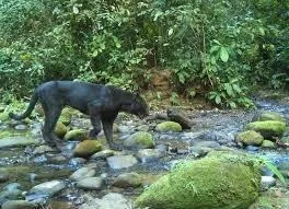 Black panther (melanistic leopard) resting on a tree in Pakke Tiger Reserve, Arunachal Pradesh
