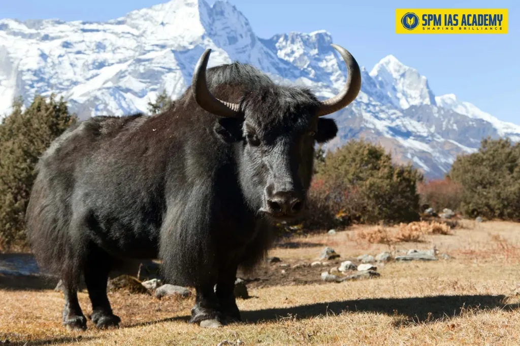 Domesticated yak (Bos grunniens) in the Himalayan region of Arunachal Pradesh, adapted to high-altitude cold conditions