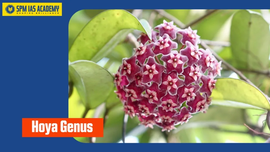 Cluster of star-shaped waxy flowers of the Hoya genus, known for its ornamental and ecological value
