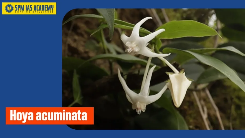 Hoya acuminata, a rare wax plant species recorded for the first time in Arunachal Pradesh