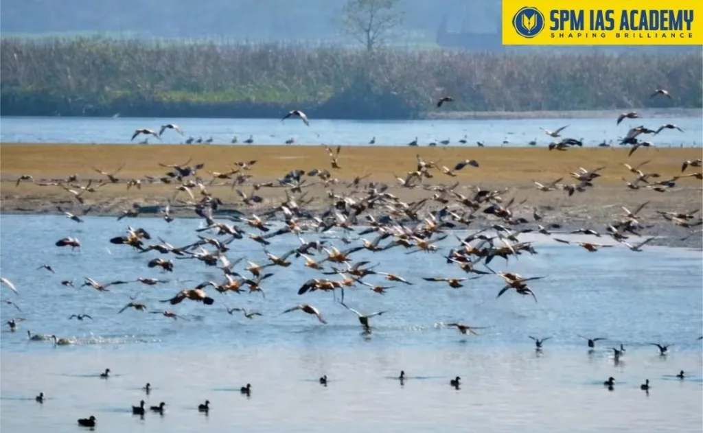 Flock of winter migratory birds flying over wetlands and sandbars at Daying Ering Wildlife Sanctuary in the Siang River basin, Arunachal Pradesh.
