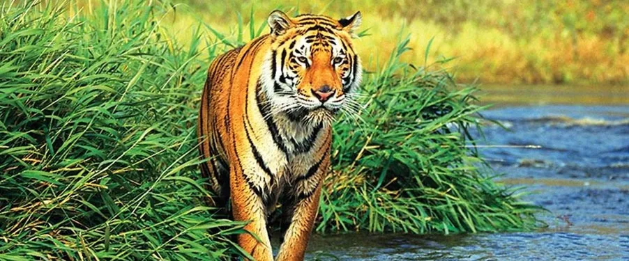 National Parks of Assam: Complete List of All 8 Parks, Wildlife & UNESCO Sites (2026)